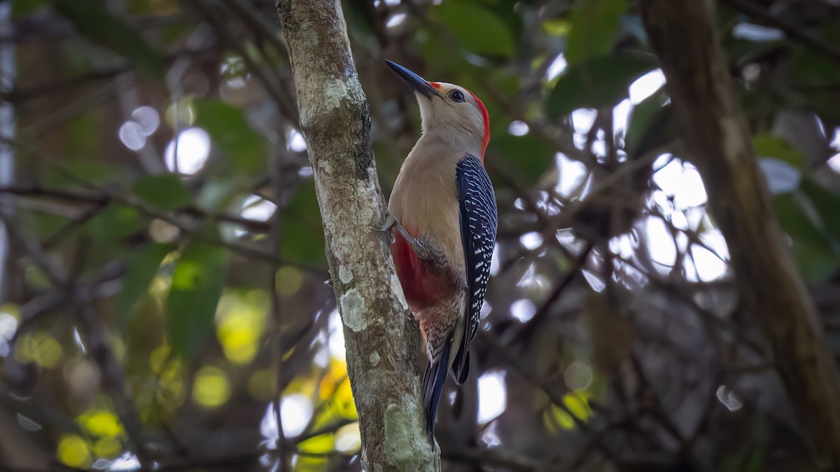 Golden-fronted Woodpecker (Velasquez's) - ML626171322