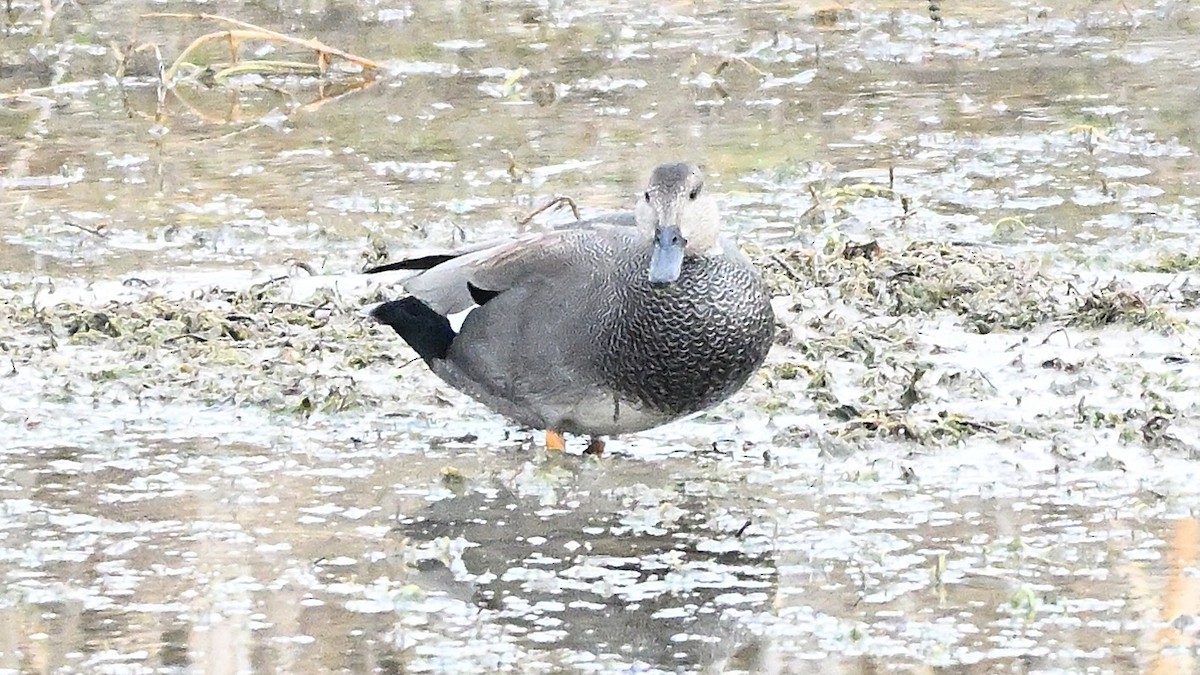 Canard chipeau - ML626171435