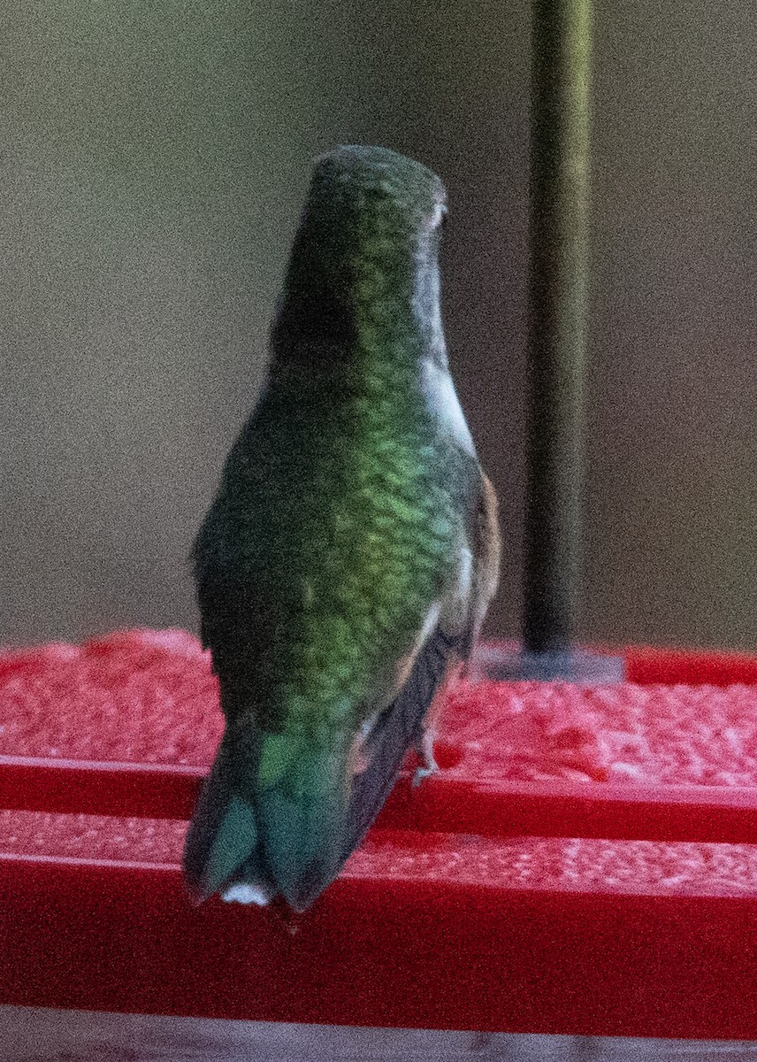 Rufous/Allen's Hummingbird - ML626171439