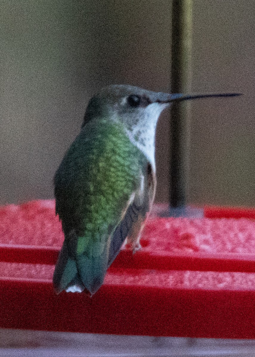 Rufous/Allen's Hummingbird - ML626171441