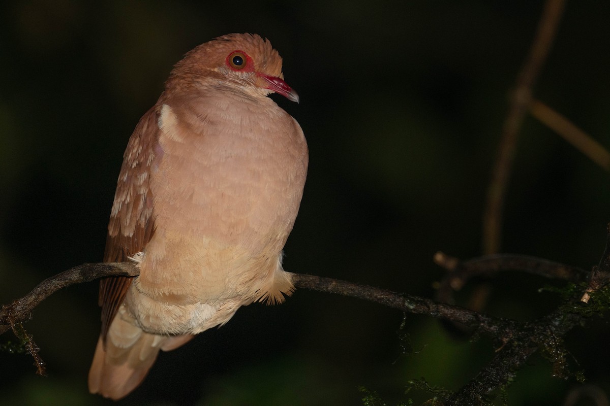 Ruddy Quail-Dove - ML626171571