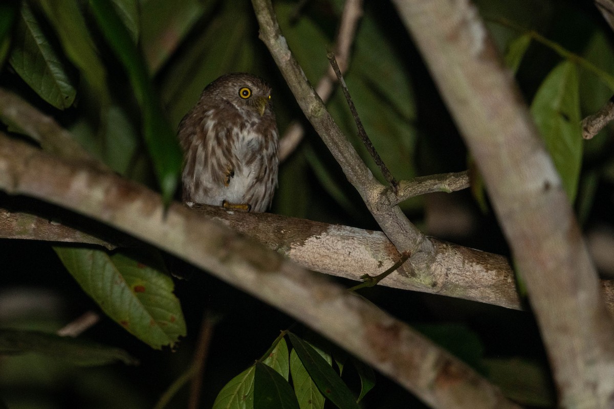Ferruginous Pygmy-Owl - ML626171581