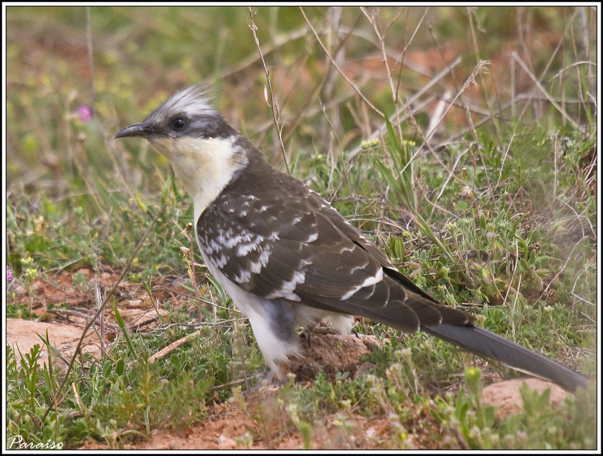 Great Spotted Cuckoo - ML626171589