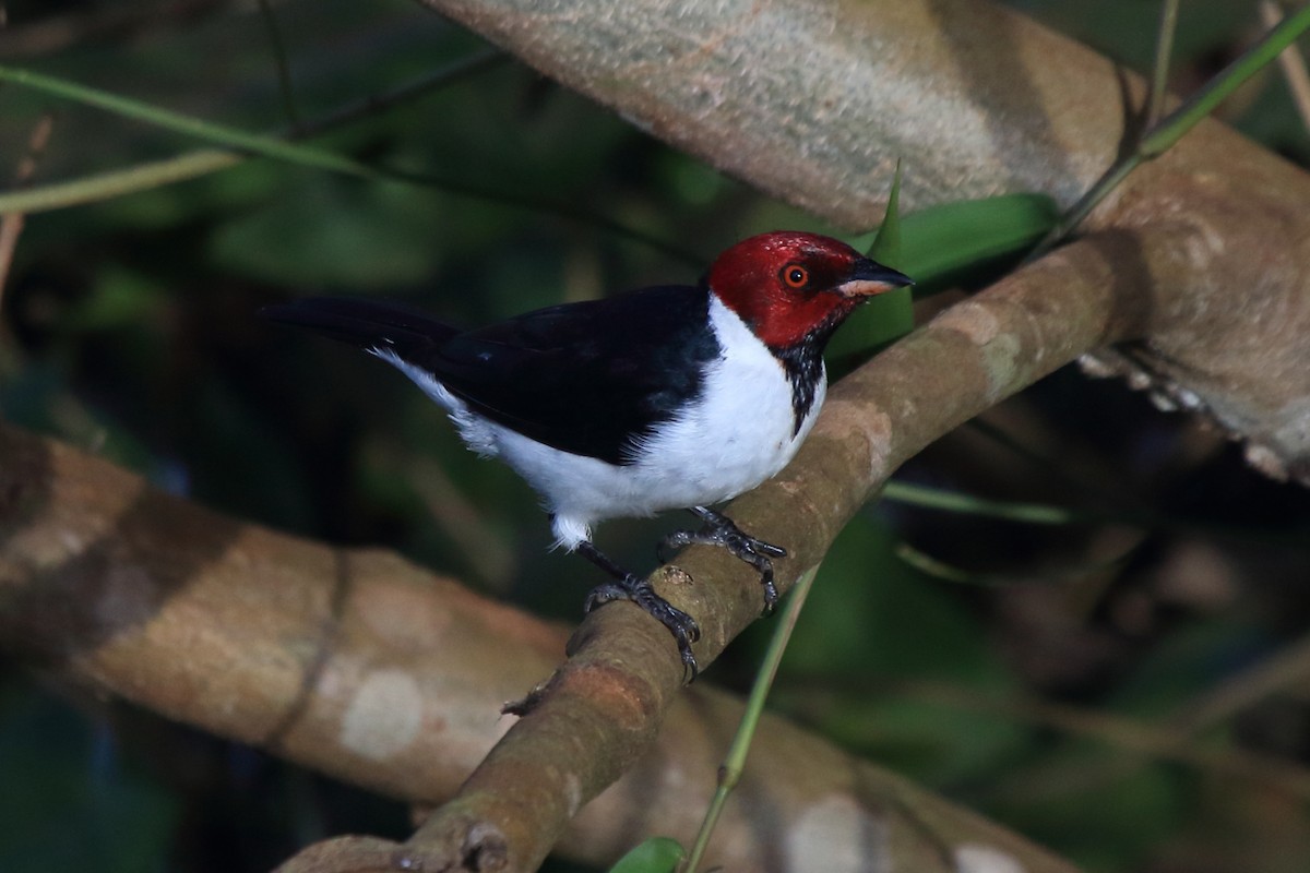 Red-capped Cardinal - ML62617161