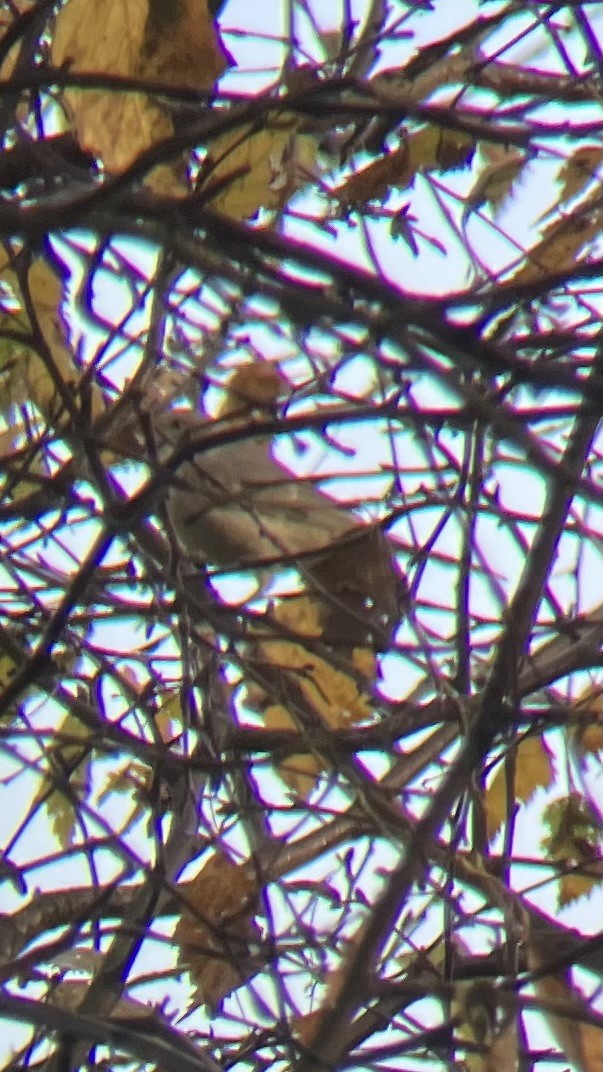 Barred Warbler - ML626171633