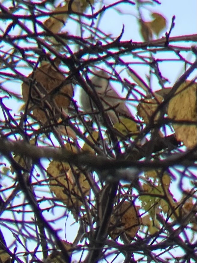 Barred Warbler - ML626171634