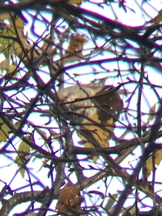 Barred Warbler - ML626171635