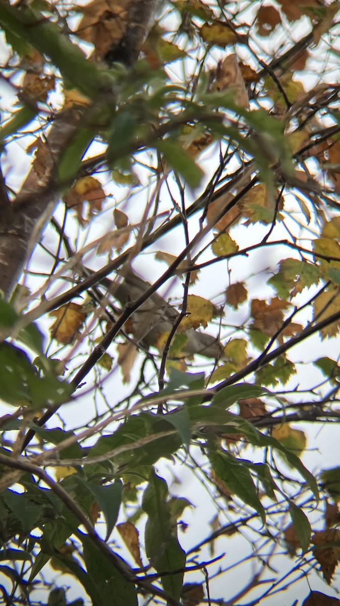 Barred Warbler - ML626171636