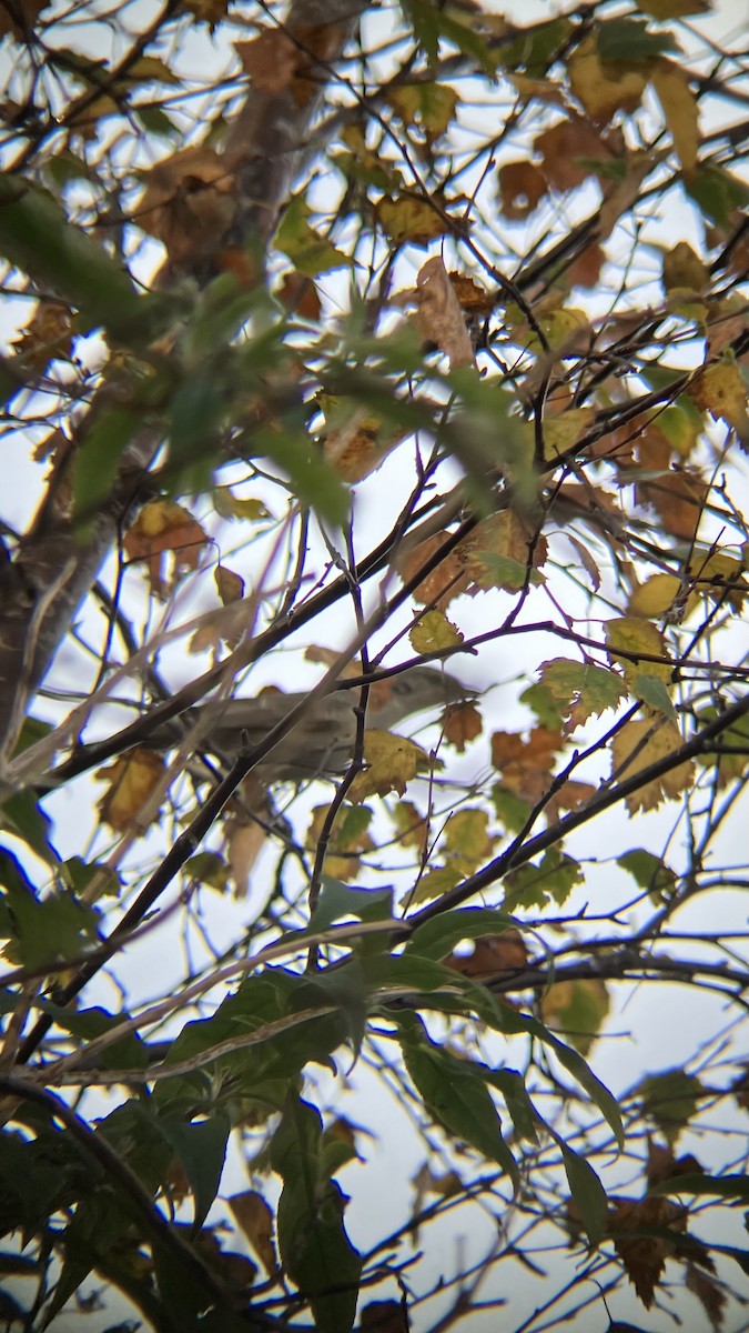 Barred Warbler - ML626171637