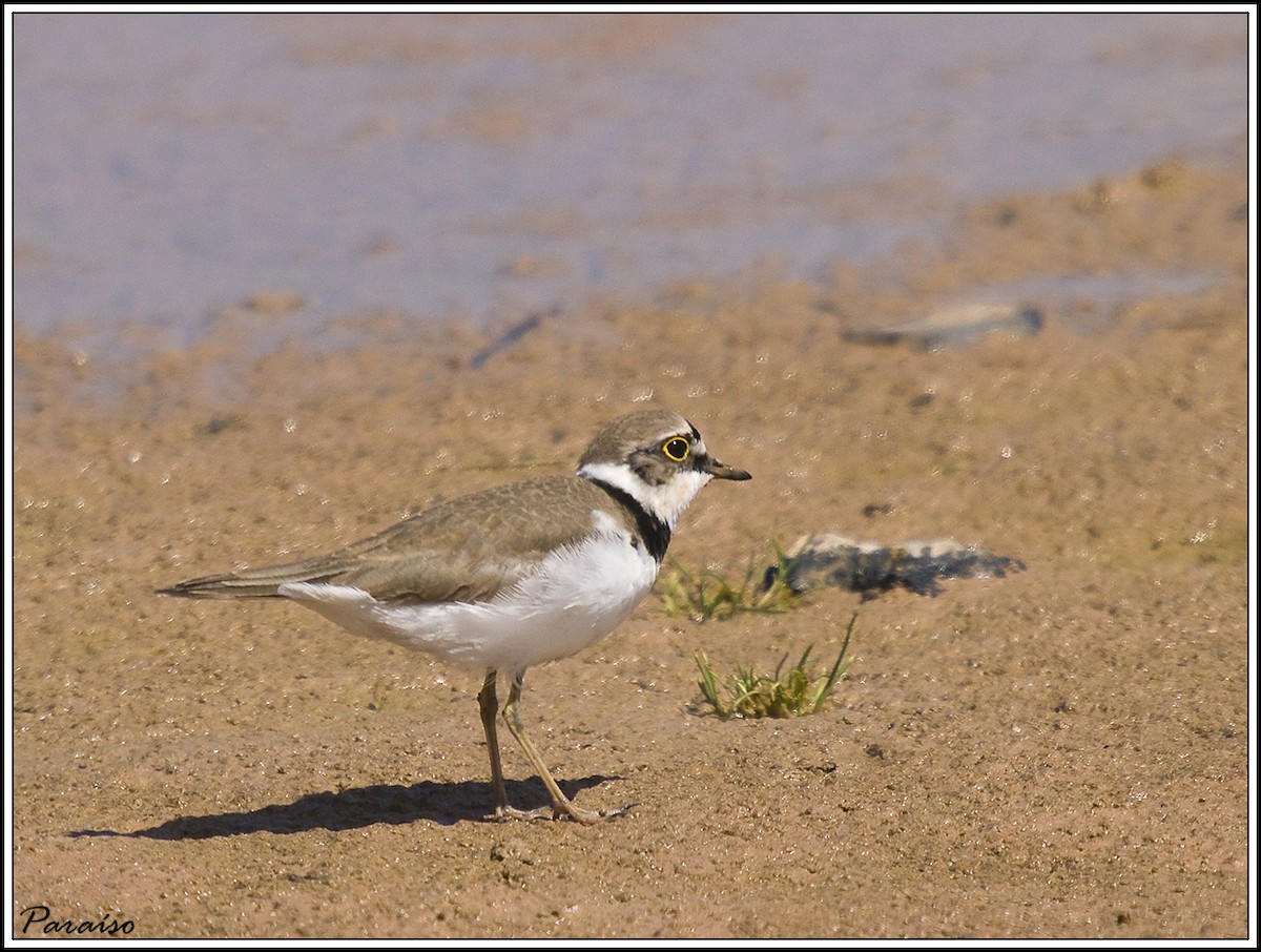 Little Ringed Plover - ML626171655