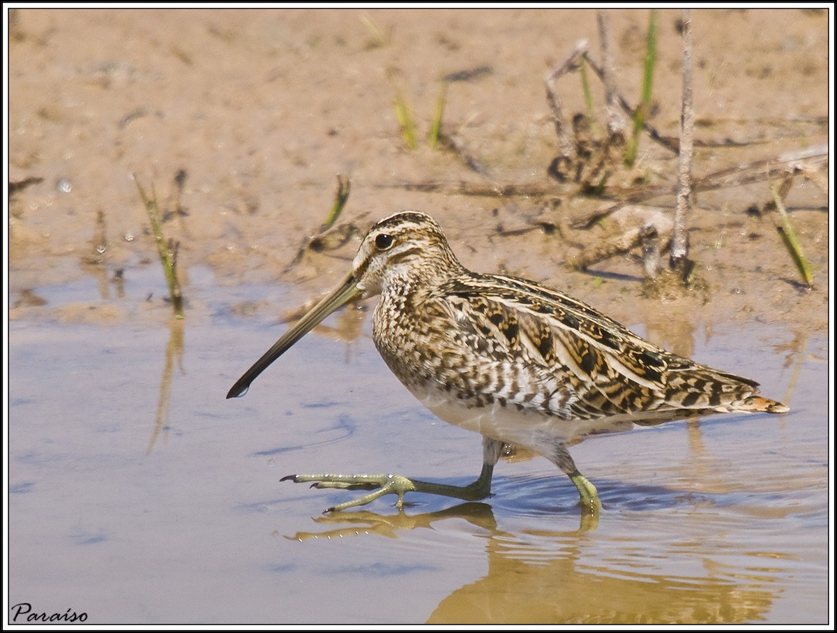 Common Snipe - ML626171690