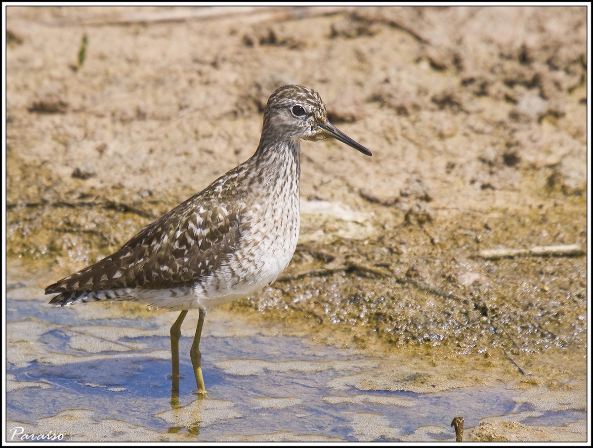 Wood Sandpiper - ML626171709