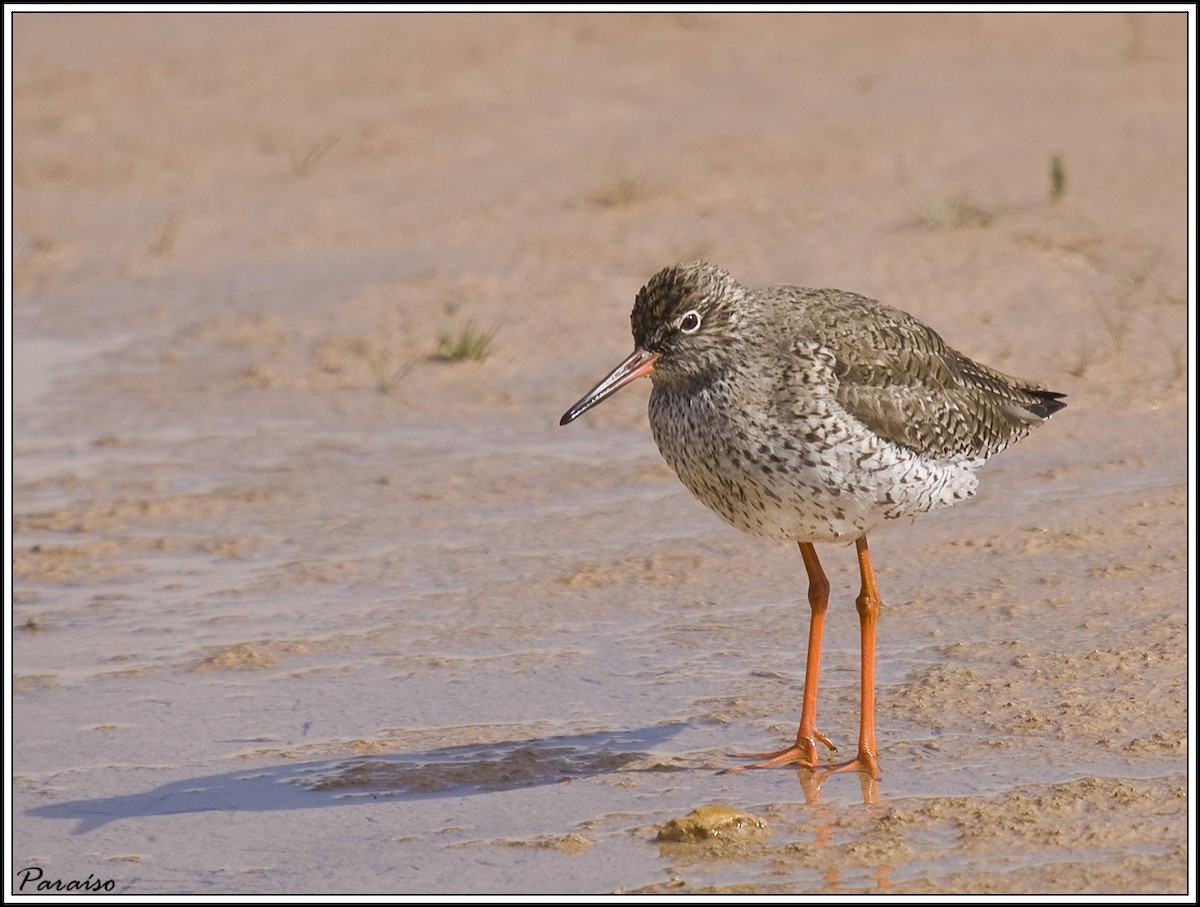 Common Redshank - ML626171723