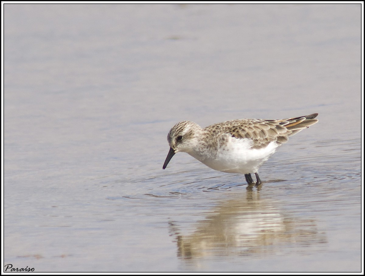 Little Stint - ML626171742