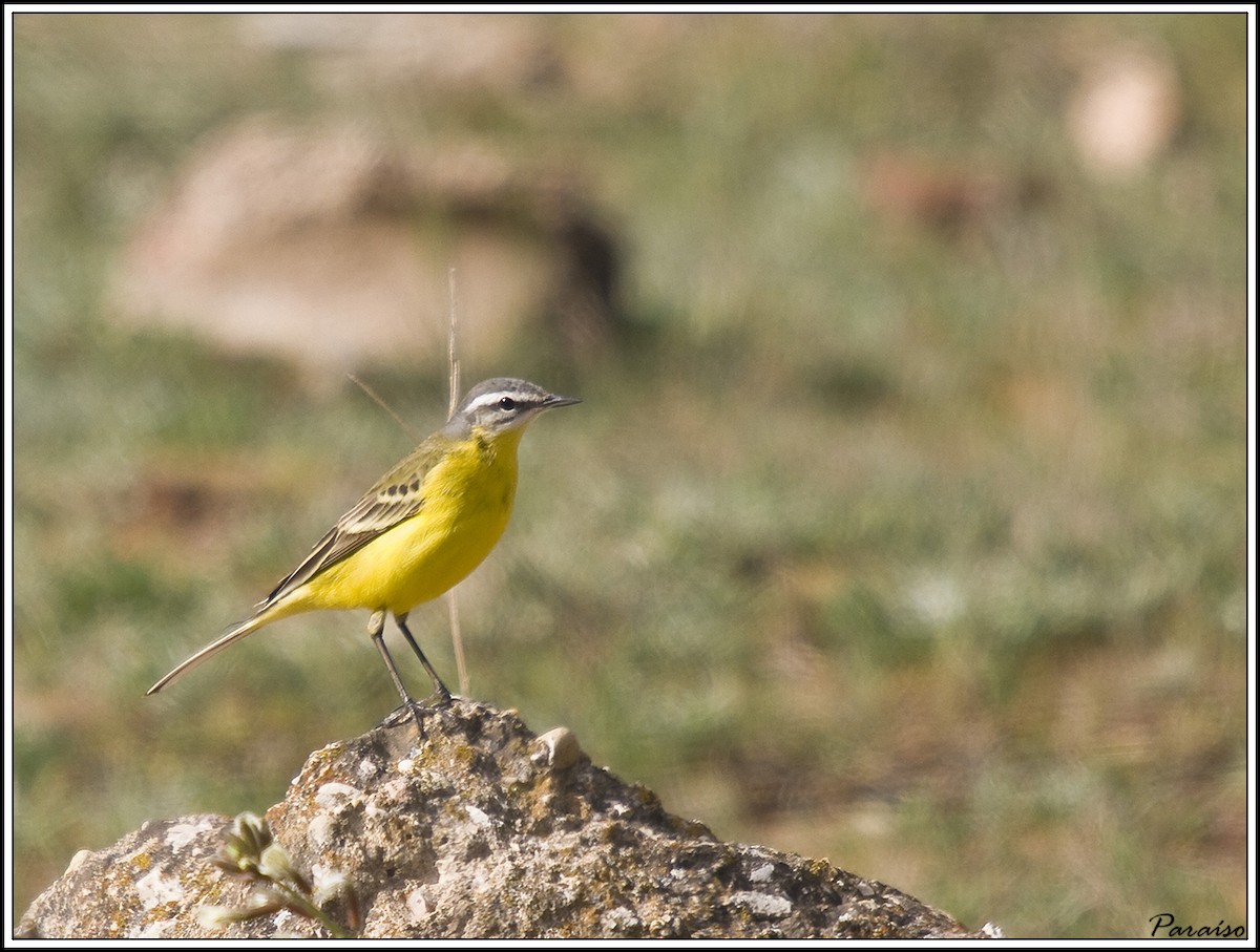 Western Yellow Wagtail - ML626171776