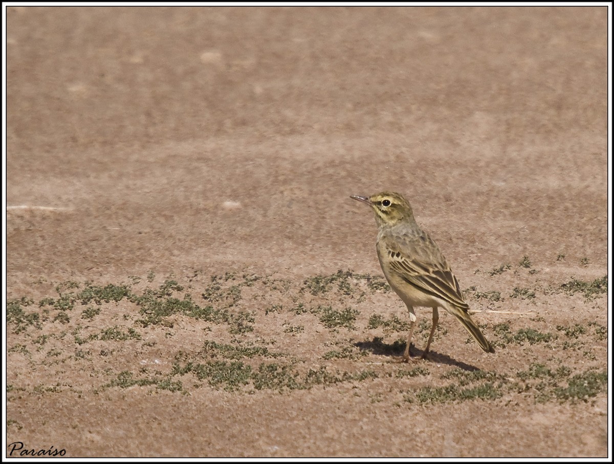 Tawny Pipit - ML626171793