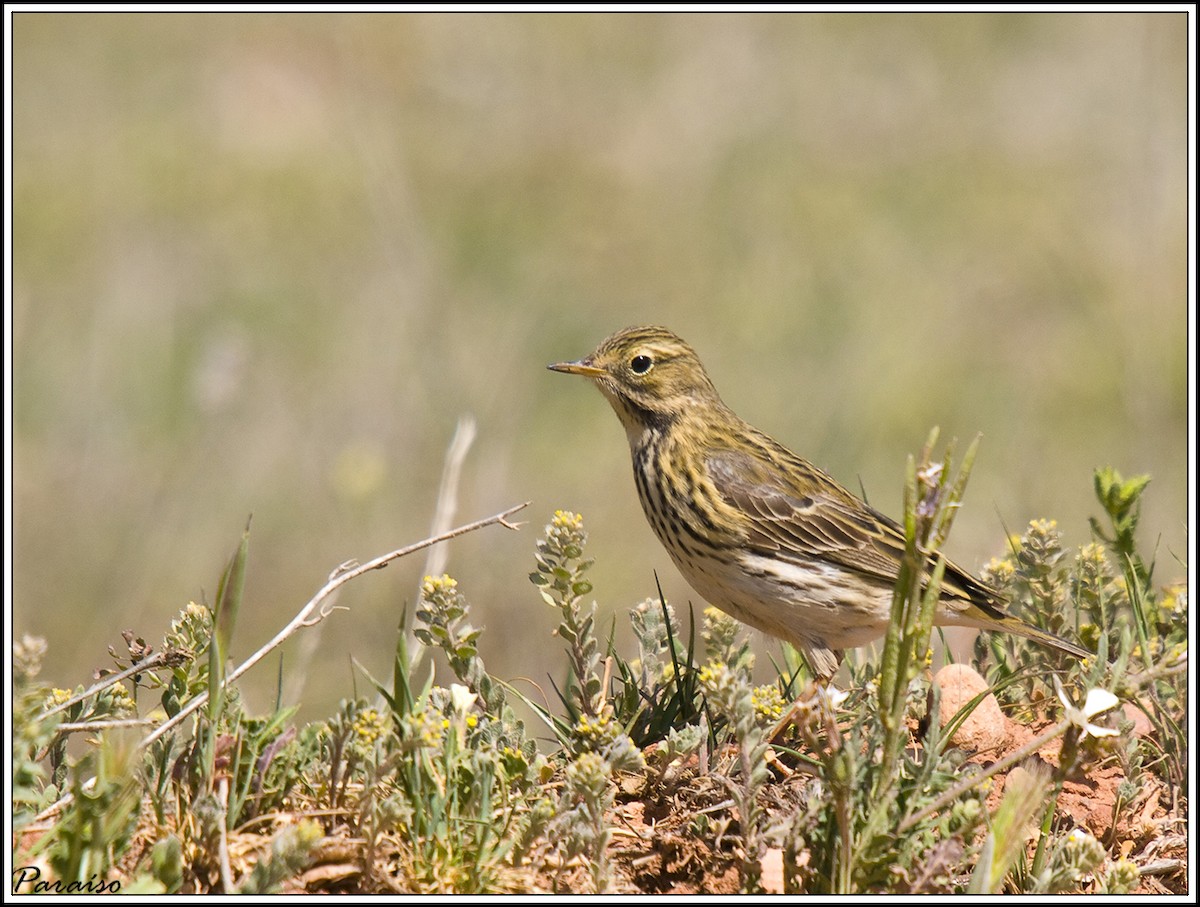 Meadow Pipit - ML626171805