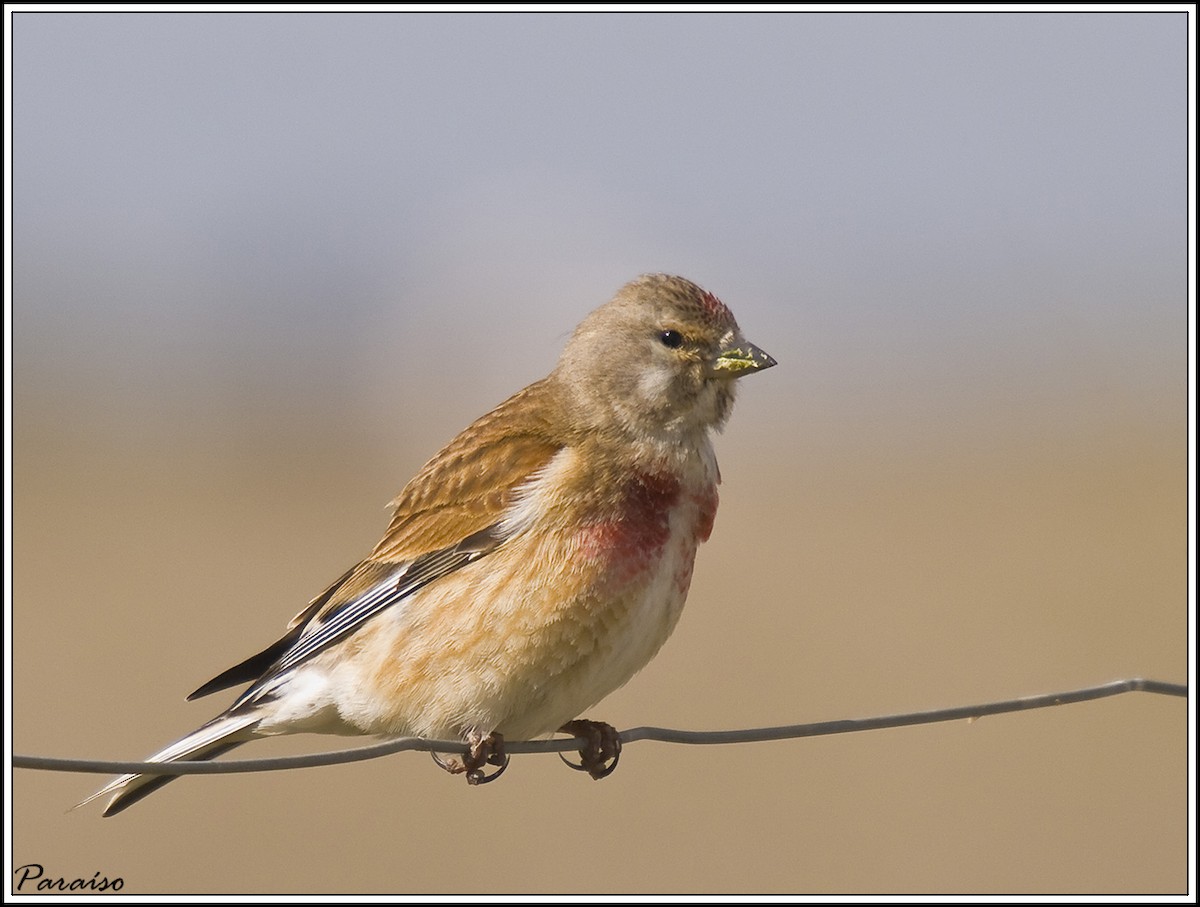 Eurasian Linnet - ML626171814