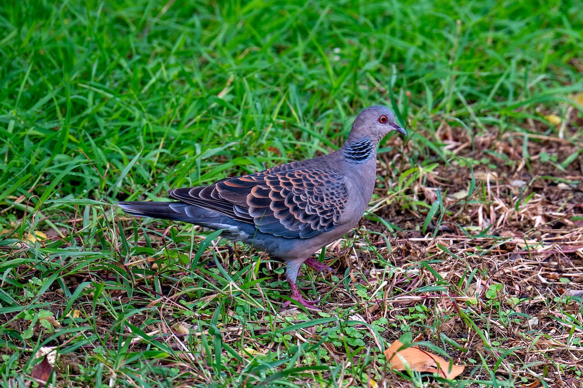 金背鳩 - ML626171852
