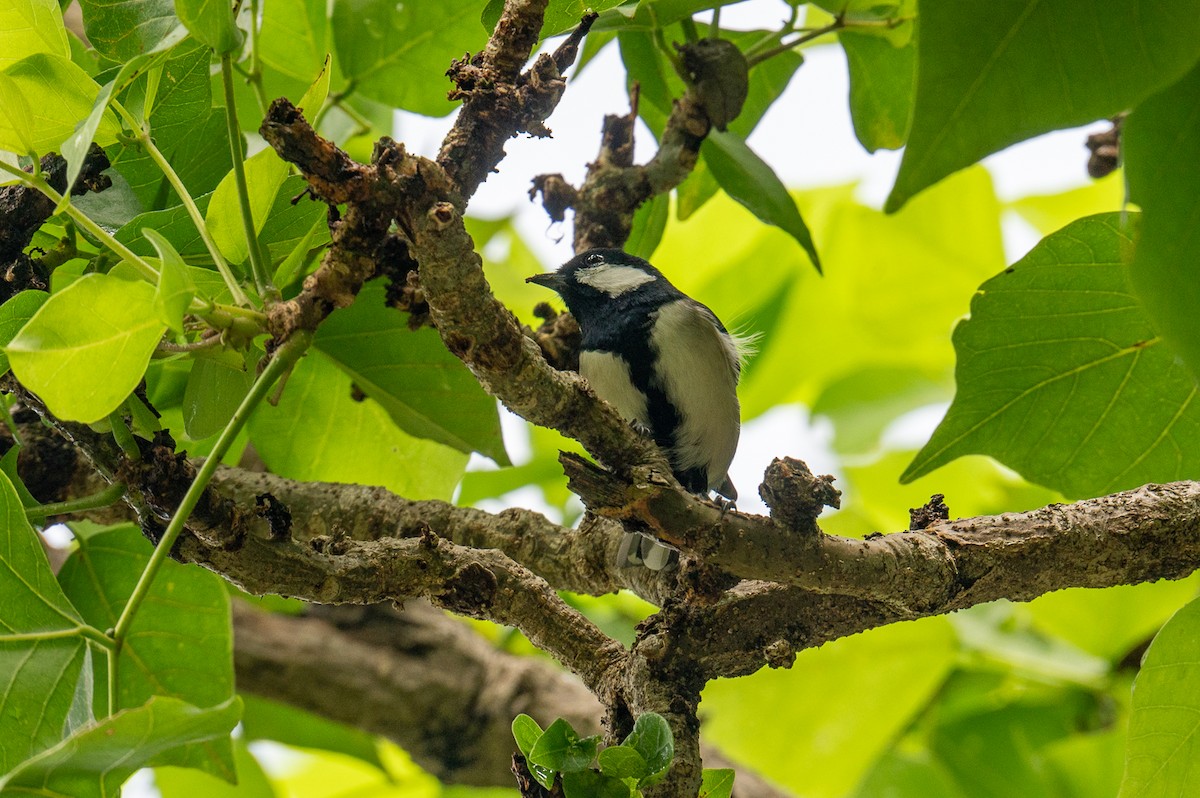 Asian Tit (Okinawa) - ML626171869