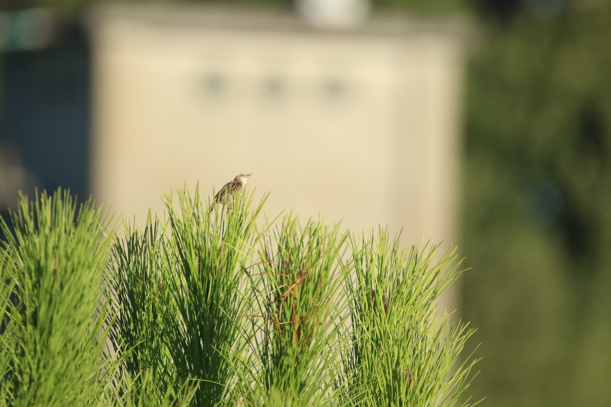 Zitting Cisticola - ML626171926