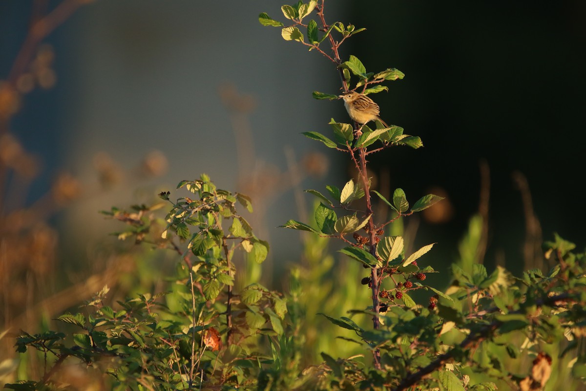 Zitting Cisticola - ML626171927