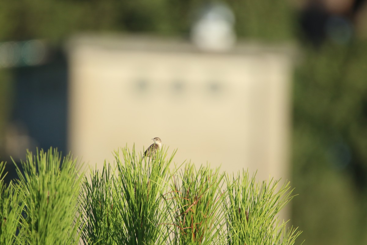 Zitting Cisticola - ML626171928