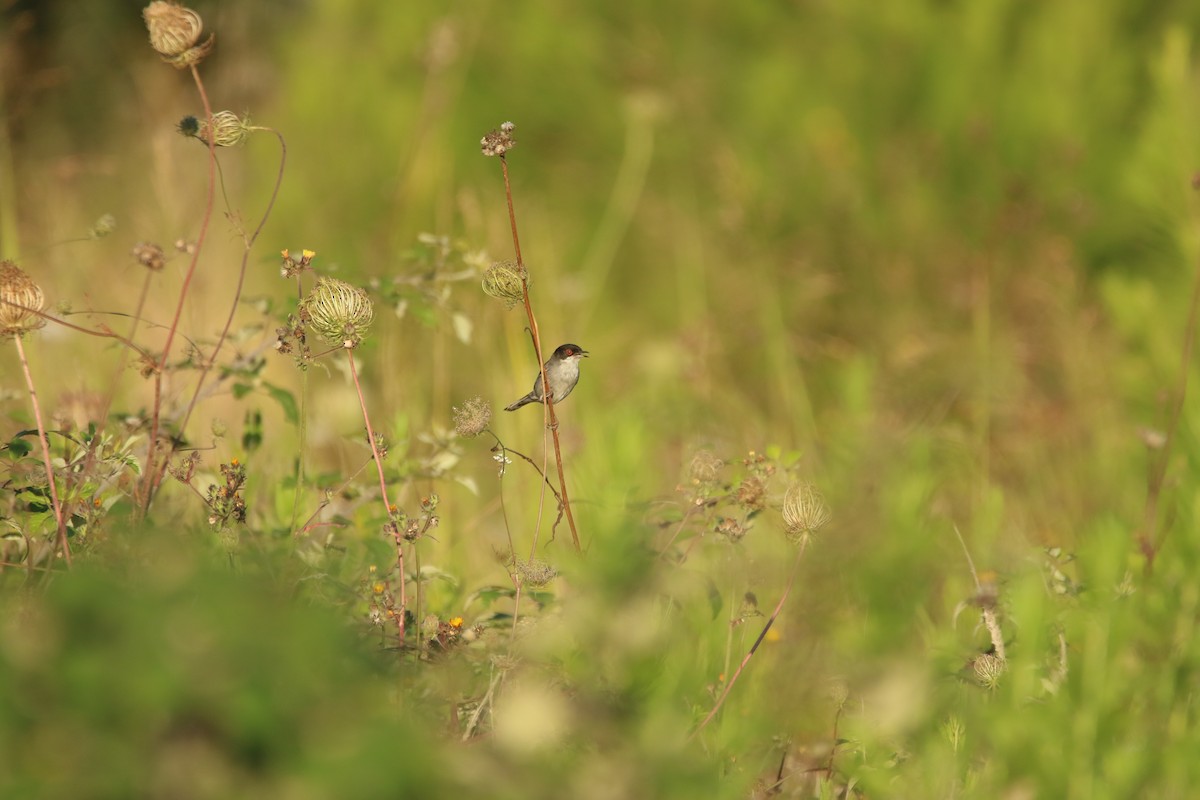Sardinian Warbler - ML626171947
