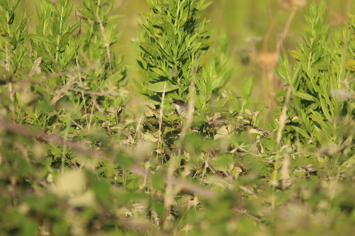 Sardinian Warbler - ML626171948