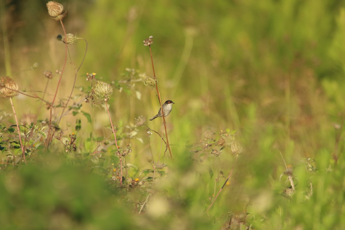 Sardinian Warbler - ML626171949