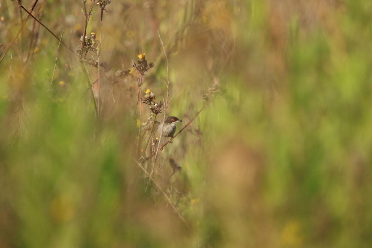 Sardinian Warbler - ML626171950