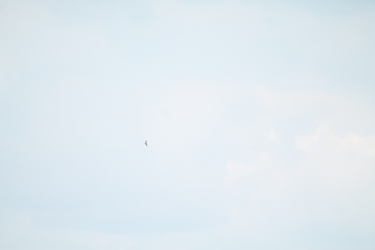 Могойч загалай - ML626171960