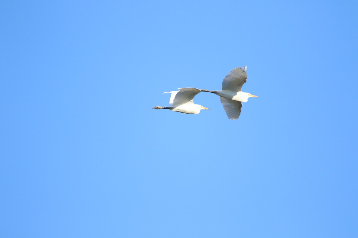 Western Cattle-Egret - ML626171979