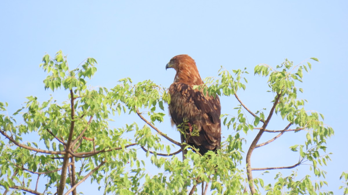Wahlberg's Eagle - ML626171986