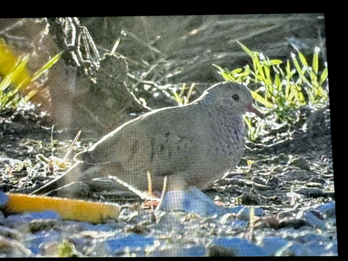 Common Ground Dove - ML626171990