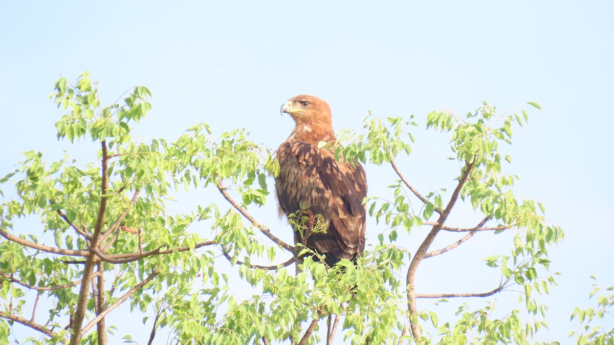 Wahlberg's Eagle - ML626172038