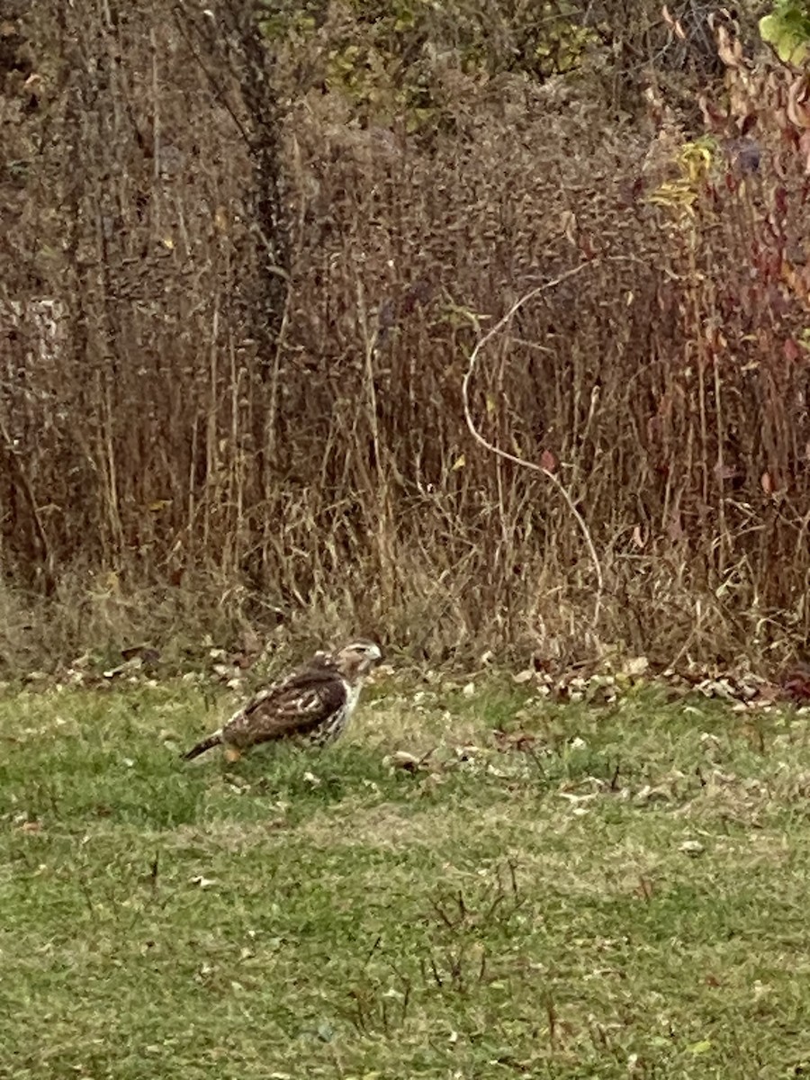 Red-tailed Hawk - ML626172126
