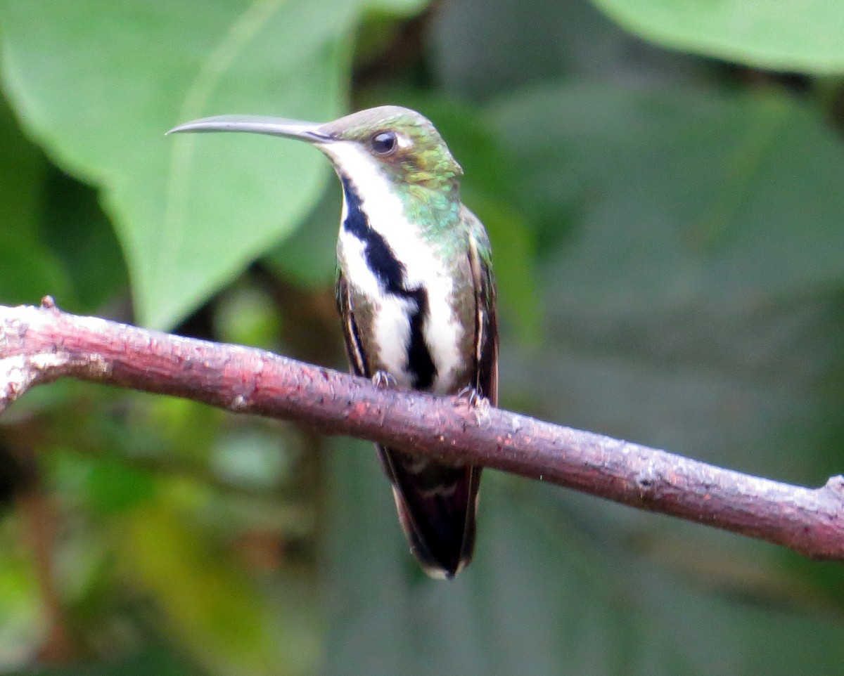 Black-throated Mango - ML626172198