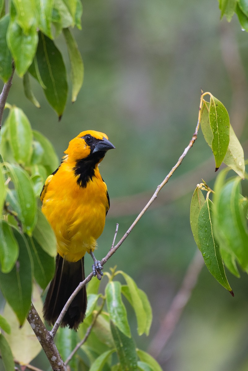 Oriole à gros bec - ML62617221