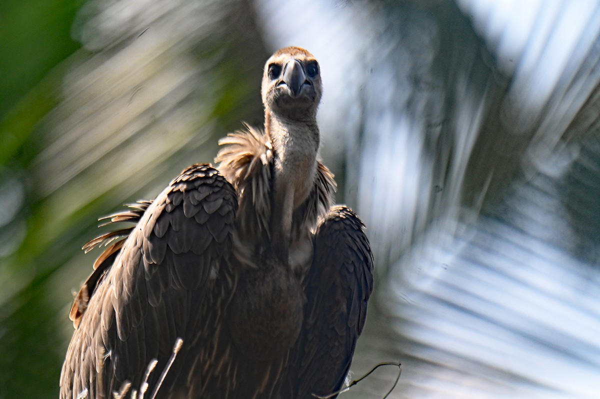 sup bengálský - ML626172260