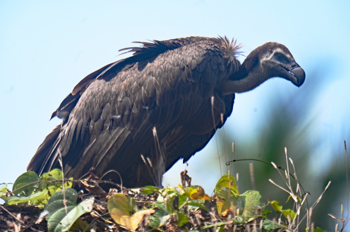 sup bengálský - ML626172262