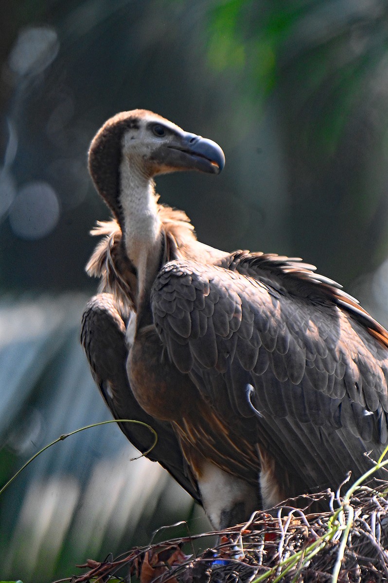 sup bengálský - ML626172263