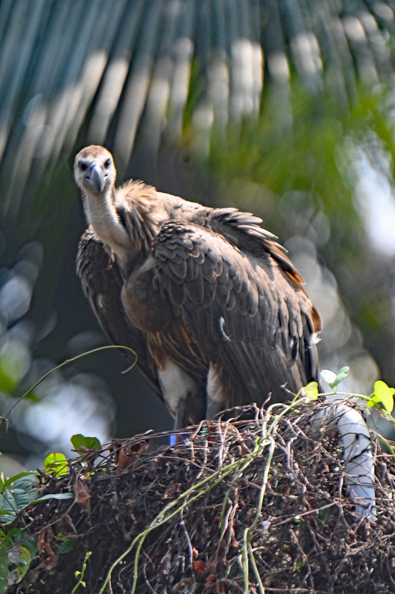 sup bengálský - ML626172264