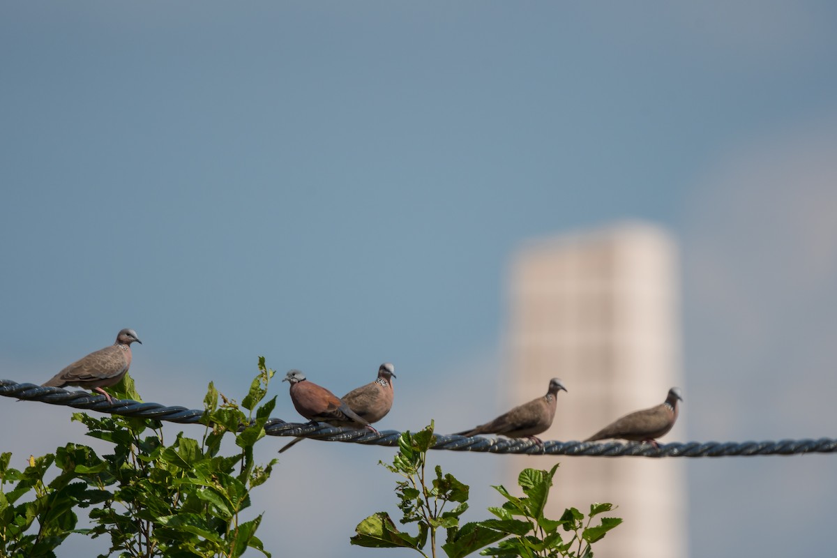 Red Collared-Dove - ML626172277