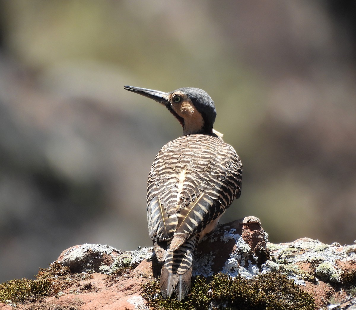 Andean Flicker - ML626172293