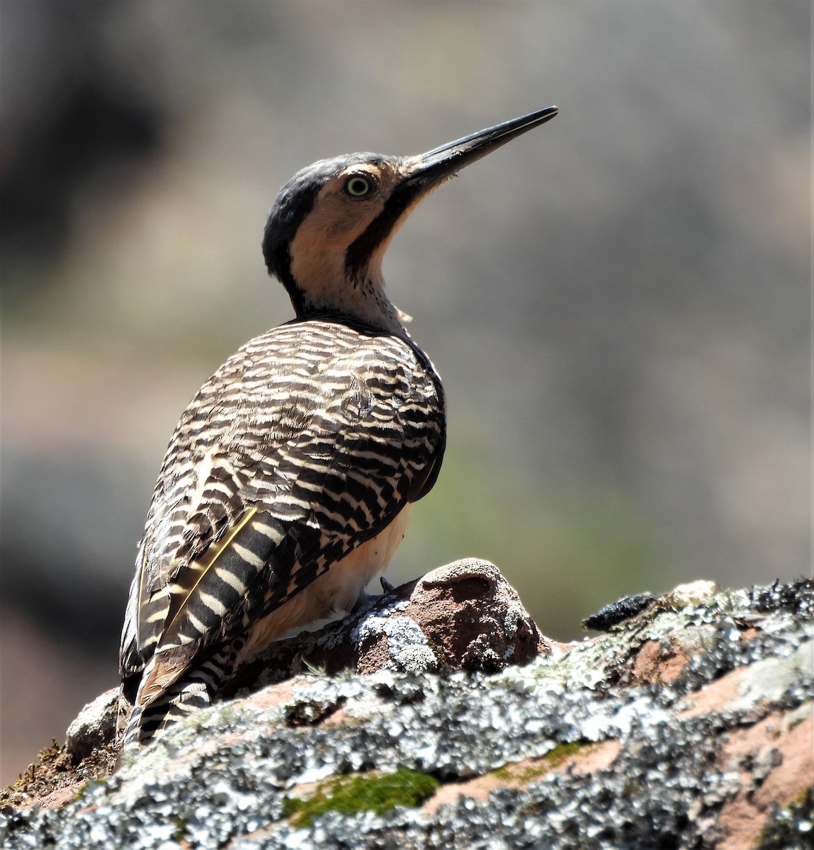 Andean Flicker - ML626172294