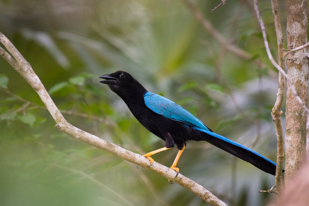 Yucatan Jay - ML62617231