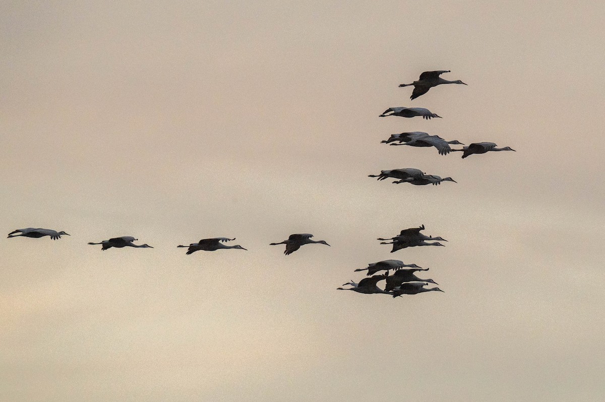 Sandhill Crane - ML626172389