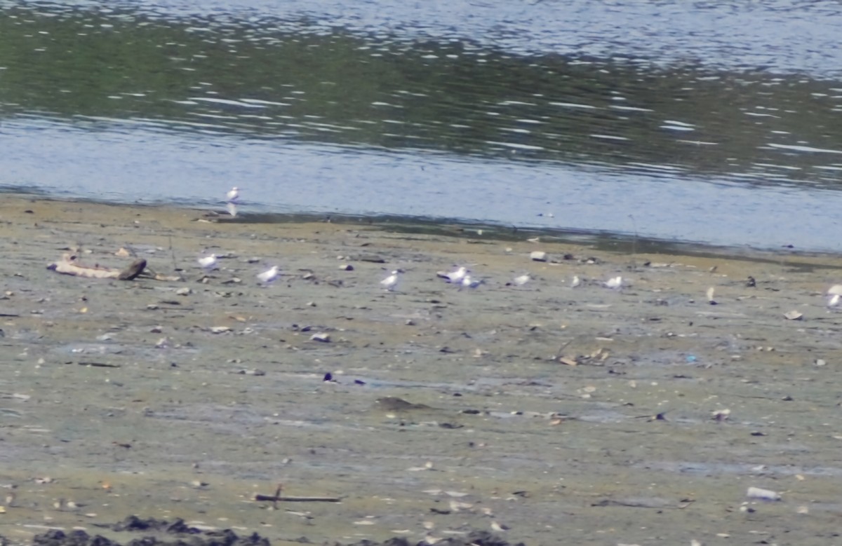 Gull-billed/Australian Tern - ML626172454