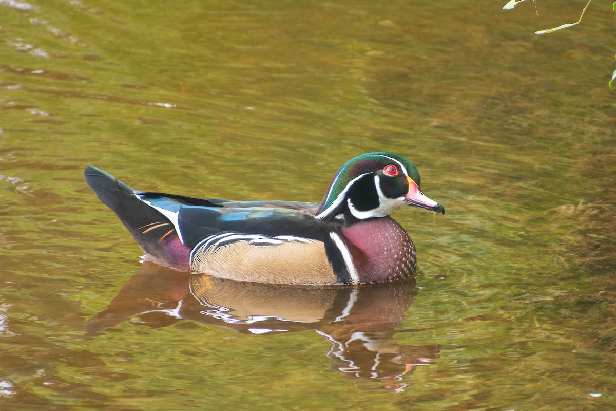Wood Duck - ML626172499